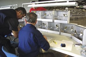 Juez 6º Concurso Internacional Ornitologico - Palacio Congresos Torremolinos