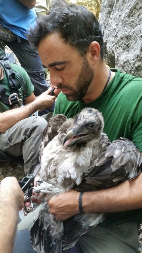 anillamiento quebranahuesos 2