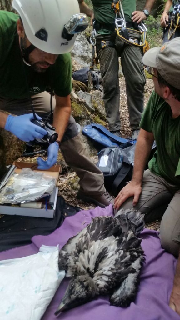 anillamiento quebranrahuesos