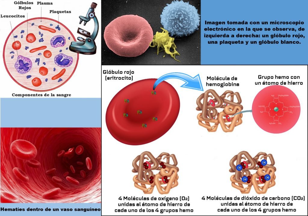 Imagen Cómo interpretar los valores de un análisis de sangre