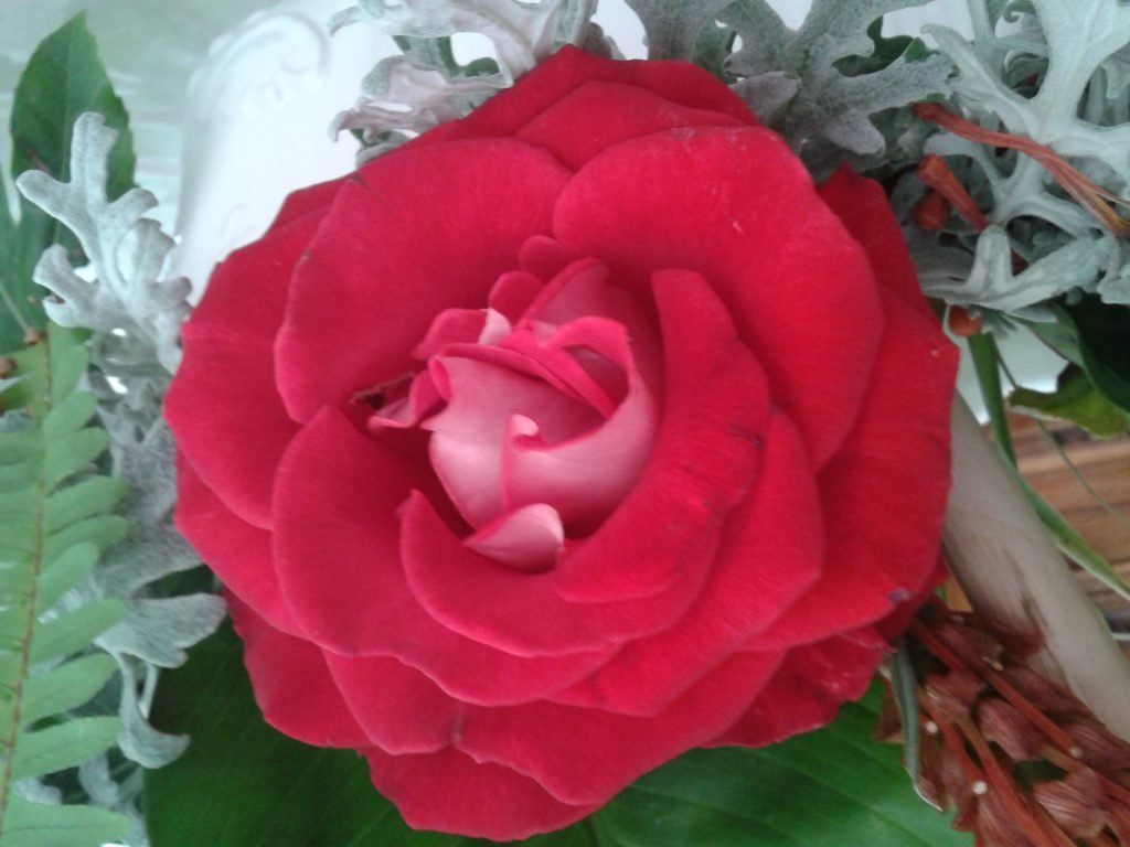 ROSA