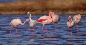 Flamencos en Doñana