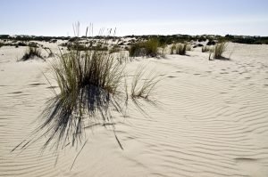 Paisaje dunar en Doñana