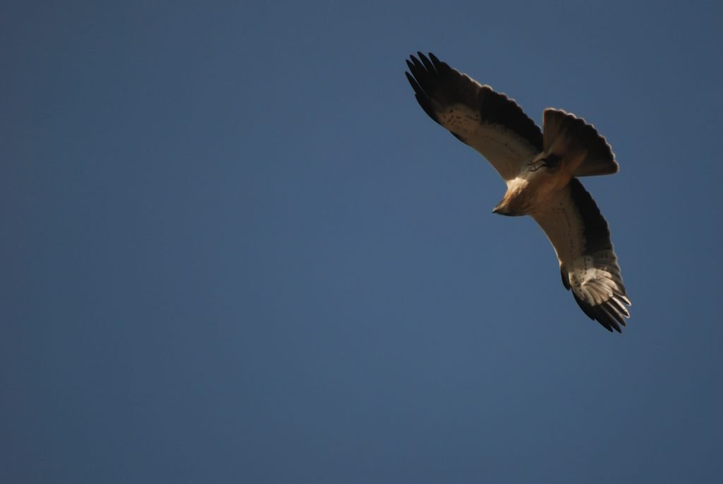 FOTO 2 AGUILA EN VUELO