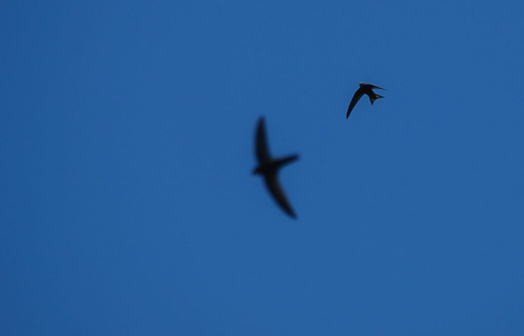 FOTO 3 VENCEJOS EN VUELO