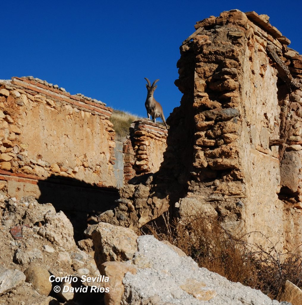 Foto 1 Cortijo Sevilla