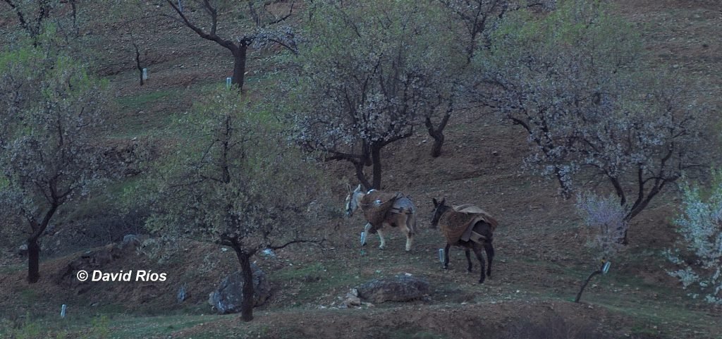 Fig 1 RUTA abril 2021